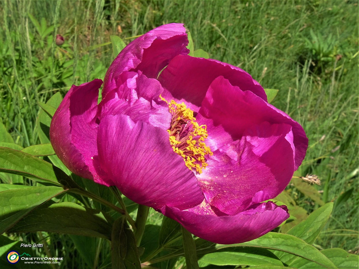 41  Peonia officinalis (Peonia selvatica) in piena fioritura.JPG